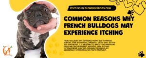 Common Reasons Why French Bulldogs May Experience Itching