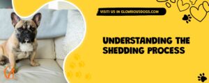 Understanding The Shedding Process