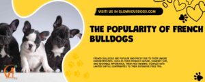 The Popularity Of French Bulldogs
