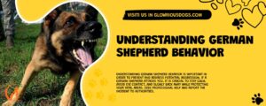 Understanding German Shepherd Behavior
