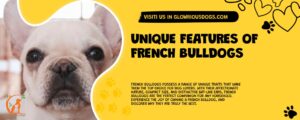 Unique Features Of French Bulldogs