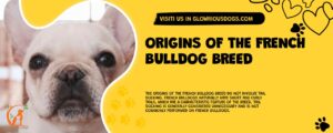 Origins Of The French Bulldog Breed