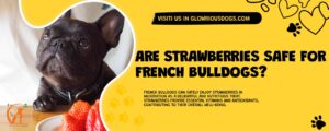 Are Strawberries Safe For French Bulldogs?