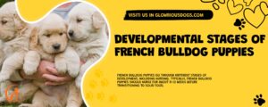 Developmental Stages Of French Bulldog Puppies