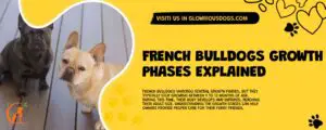 French Bulldogs Growth Phases Explained