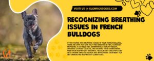 Recognizing Breathing Issues In French Bulldogs