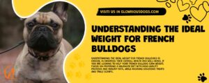 Understanding The Ideal Weight For French Bulldogs