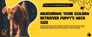 Measuring Your Golden Retriever Puppy'S Neck Size