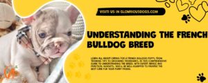 Understanding The French Bulldog Breed