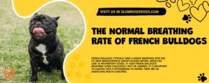 The Normal Breathing Rate Of French Bulldogs