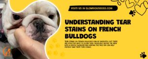 Understanding Tear Stains On French Bulldogs