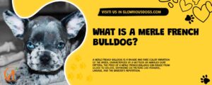 What Is A Merle French Bulldog?