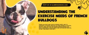 Understanding The Exercise Needs Of French Bulldogs