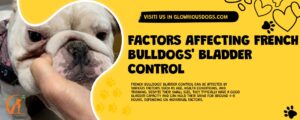 Factors Affecting French Bulldogs' Bladder Control