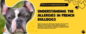 Understanding The Allergies In French Bulldogs