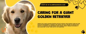 Caring For A Giant Golden Retriever