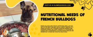 Nutritional Needs Of French Bulldogs