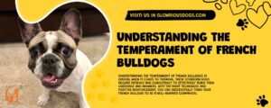 Understanding The Temperament Of French Bulldogs