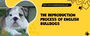 The Reproduction Process Of English Bulldogs