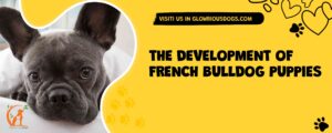 The Development Of French Bulldog Puppies