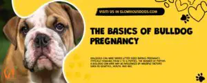 The Basics Of Bulldog Pregnancy
