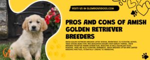 Pros And Cons Of Amish Golden Retriever Breeders