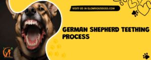 German Shepherd Teething Process