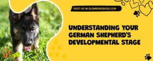 Understanding Your German Shepherd's Developmental Stage