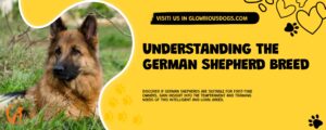 Understanding The German Shepherd Breed