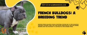 French Bulldogs: A Breeding Trend