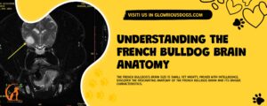 Understanding The French Bulldog Brain Anatomy