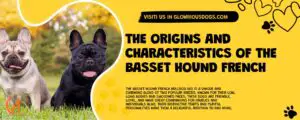The Origins And Characteristics Of The Basset Hound French Bulldog Mix