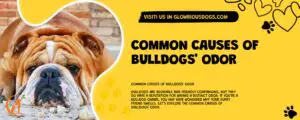 Common Causes Of Bulldogs' Odor