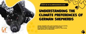 Understanding The Climate Preferences Of German Shepherds