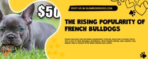 The Rising Popularity Of French Bulldogs