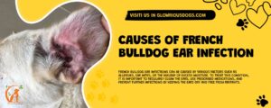 Causes Of French Bulldog Ear Infection