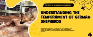Understanding The Temperament Of German Shepherds