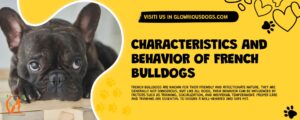 Characteristics And Behavior Of French Bulldogs