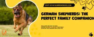 German Shepherds: The Perfect Family Companion