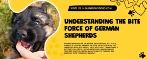 Understanding The Bite Force Of German Shepherds