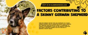 Factors Contributing To A Skinny German Shepherd