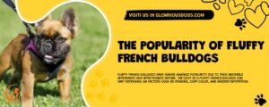 The Popularity Of Fluffy French Bulldogs