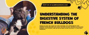 Understanding The Digestive System Of French Bulldogs