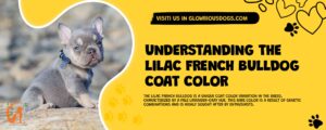 Understanding The Lilac French Bulldog Coat Color