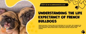 Understanding The Life Expectancy Of French Bulldogs