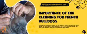 Importance Of Ear Cleaning For French Bulldogs