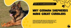 Why German Shepherds Make Great Cuddlers