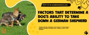 Factors That Determine A Dog'S Ability To Take Down A German Shepherd
