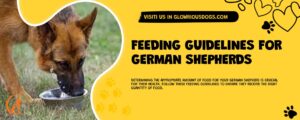 Feeding Guidelines For German Shepherds