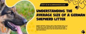 Understanding The Average Size Of A German Shepherd Litter